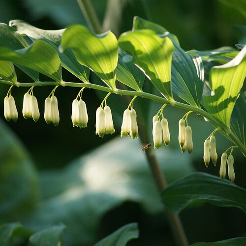 Купена многоцветковая/Polygonatum multiflorum Р1,5