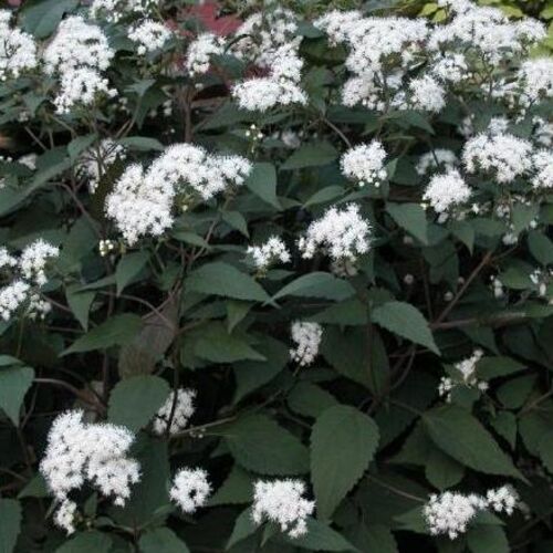 Посконник морщинистый Шоколад/Eupatorium rugosum Chocolate P1.5