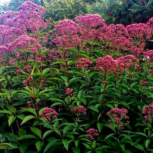 Посконник гибридный Фантом/Eupatorium gibrida Phantom