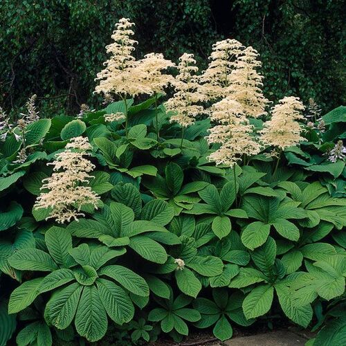 Роджерсия конскокаштанолистная/Rodgersia aesculifolia Р1,5