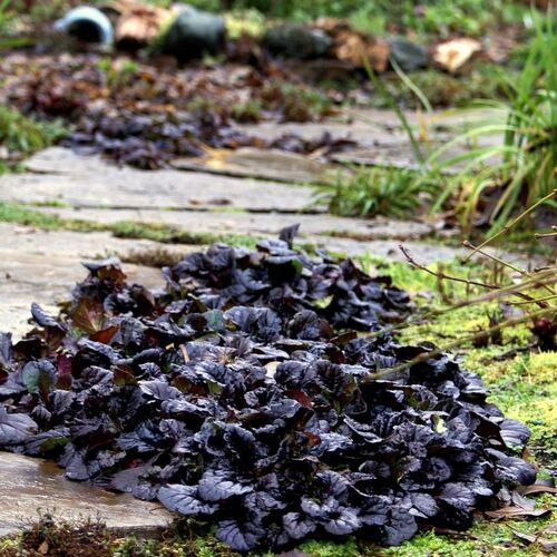 Живучка ползучая Блек Скэллоп/Ajuga reptans Black Scallop Р1/Р1,5