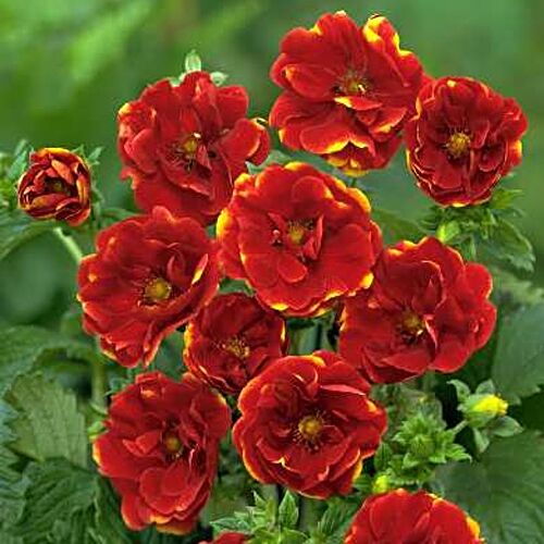 Лапчатка травянистая Эмилия/Potentilla Emilie Р1,5