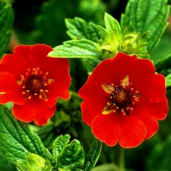 Лапчатка травянистая Фламбё/Potentilla Flambeau С2