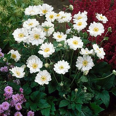 Анемона (ветреница) японская Уайрлвинд/Anemone japonica Whirlwind Р1,5