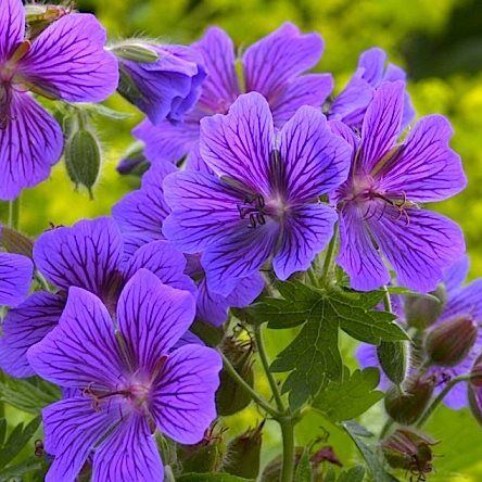 Герань великолепная/Geranium magnificum С3