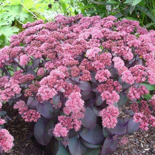 Очиток гибридный Ксенокс/Sedum hybridum Xenox