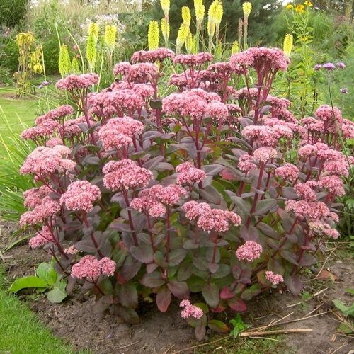 Очиток гибридный Матрона/Sedum hybridum Matrona Р1,5