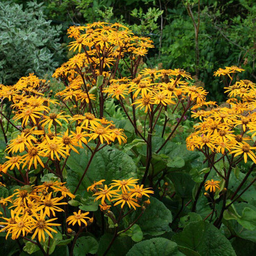 Бузульник зубчатый Отелло/Ligularia dentata Othello С2