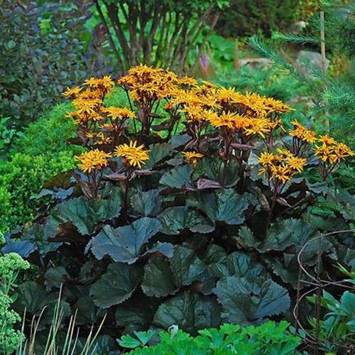 Бузульник гибридный Бритт Мари Кроуфорд/Ligularia hybridum Britt Marie Crawford Р1,5