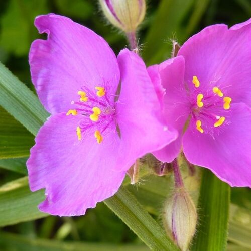 Традесканция виргинская Шарлотта/Tradescantia virginiana Charlotte С1