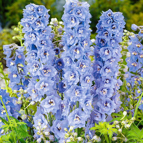 Дельфиниум высокий Меджик Фонтейн Блю/Delphinium elatum Magic Fountains Blue Р1,5