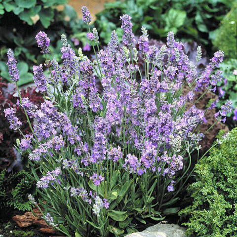 Лаванда узколистная Эллаганс Скай/Lavandula angustifolia Ellagans Sky