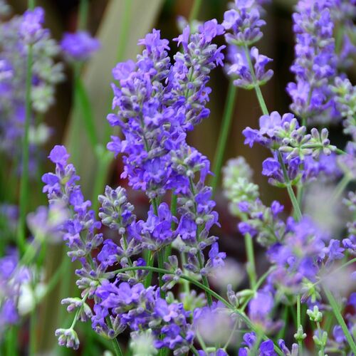 Лаванда узколистная Манстед/Lavandula angustifolia Munstead
