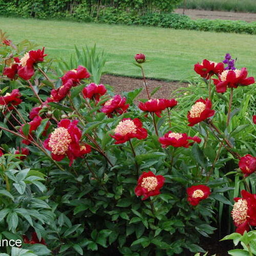 Пион молочноцветковый Свард Данс/Paeonia lactiflora Sword Dance