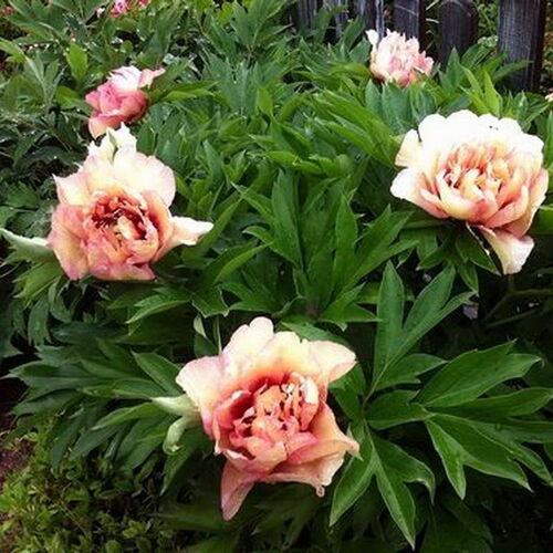Пион ИТО гибрид Кэллис Мемори/Paeonia itoh-hybrid Callies Memory С5