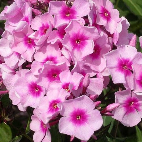 Флокс метельчатый Бэби Фейс/Phlox paniculata Baby Face Р1,5