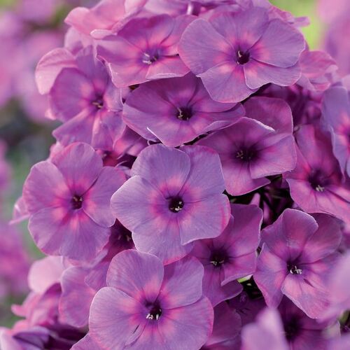 Флокс метельчатый Классик Кассис/Phlox paniculata Classic Cassis Р1,5