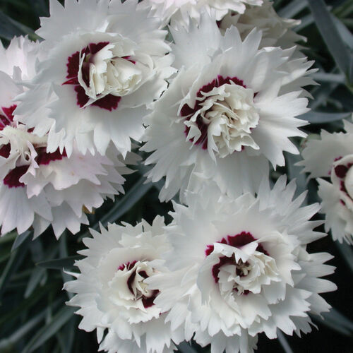 Гвоздика перистая Сильвер Стар/Dianthus plumarius Silver Star С1