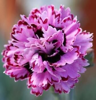 Гвоздика перистая Физзи/Dianthus plumarius Fizz С1