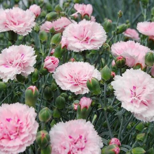 Гвоздика перистая Кэнди Флосс/Dianthus plumarius Candy Floss Р1