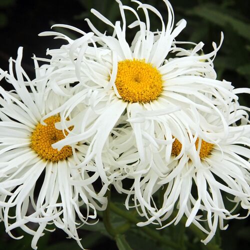 Нивяник наибольший Олд Курт Вариети/Leucanthemum maximum Old Court Variety
