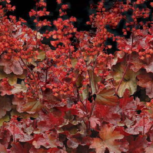 Гейхера гибридная Черри Кола/Heuchera hybrid Cherry Cola Р1,5
