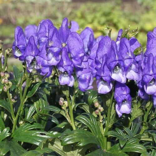 Аконит( борец) Фи́шера/Aconitum fischeri С2