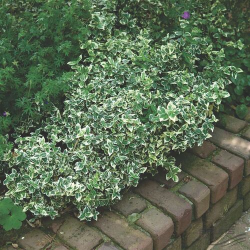 Бересклет Форчуна Эмеральд Голд/Euonymus fortunei Emerald Gold С2