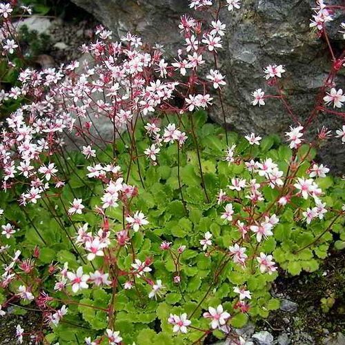Камнеломка теневая/Saxifraga urbium С3