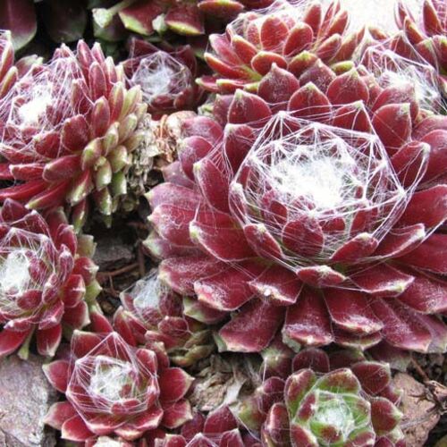 Молодило паутинное Рубин/Sempervivum arachnoideum Rubin С3