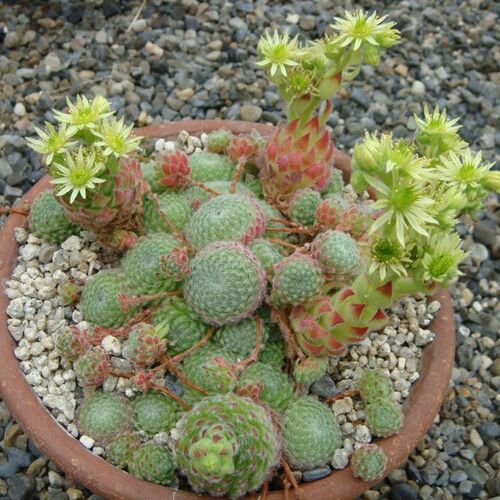 Молодило реснитчатое разн. Бориса/Sempervivum ciliosum var. borisii С3