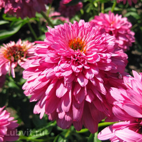 Эхинацея пурпурная Пинк Пудл/Echinacea purpurea Pink Poodle С3