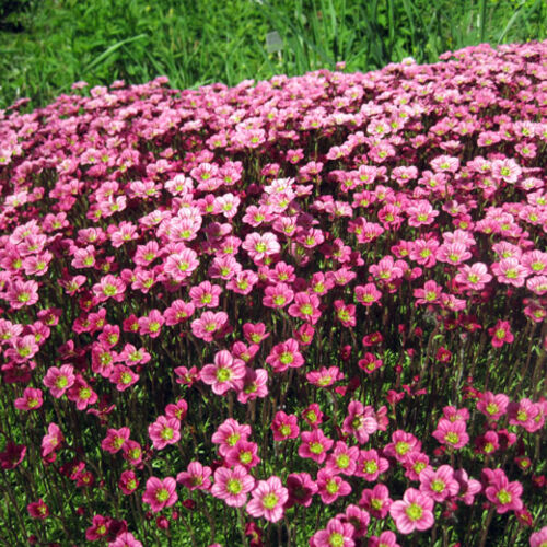 Камнеломка Арендса Блютентеппих/Saxifraga x arendsii Bluttnteppich С3