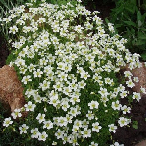 Камнеломка Арендса Шнеетеппих/Saxifraga x arendsii Schneeteppich Р1.5