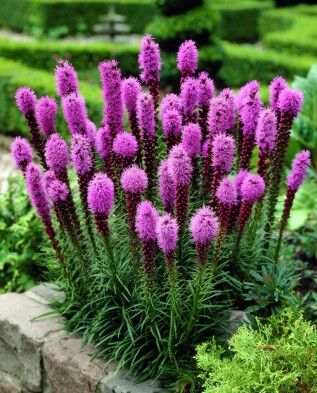 Лиатрис колосковый Флористан Виолет/Liatris spicata Floristan violet Р1,5