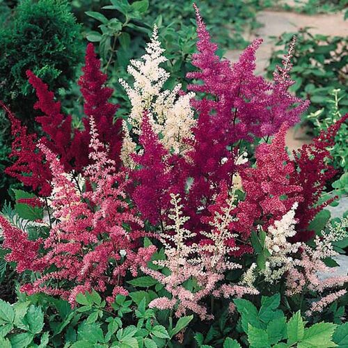 Астильба Арендса/Astilbe arendsii С5