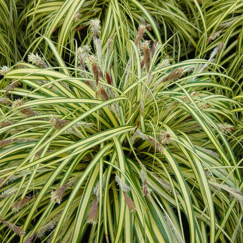 Осока Морроу Эверголд/Carex morrowii Evergold С2