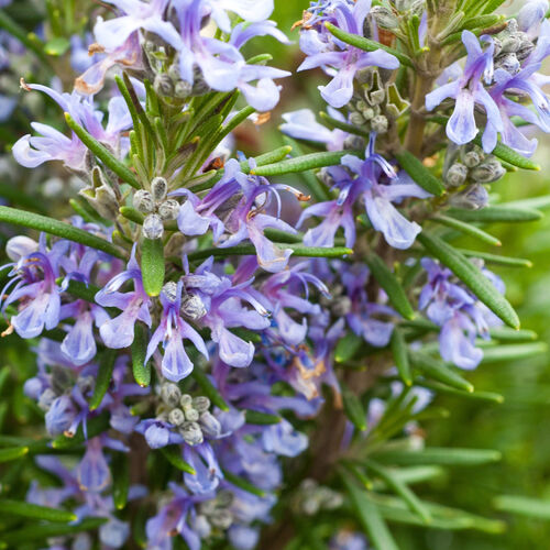 Розмарин лекарственный Перигорд/Rosmarinus officinalis Perigord