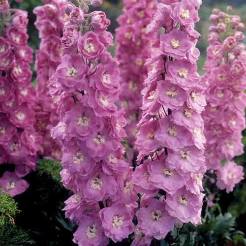 Дельфиниум высокий Меджик Фонтейн Пинк/Delphinium elatum Magic Fountains Pink