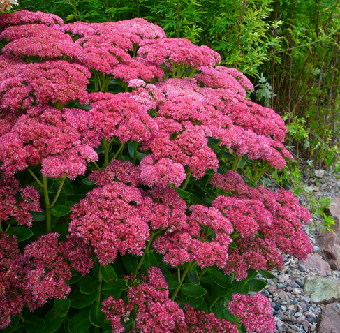 Очиток видный/Sedum spectabile