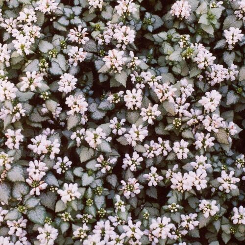 Яснотка пятнистая (крапчатая) Уйат Нэнси/Lamium maculatum White Nancy P1.5