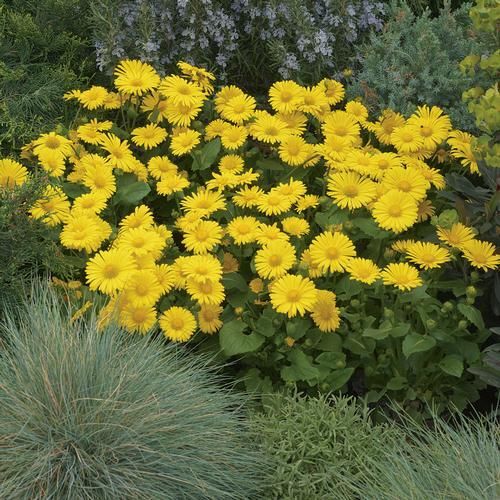 Дороникум восточный Литтл Лео/Doronicum orientale Little Leo С3