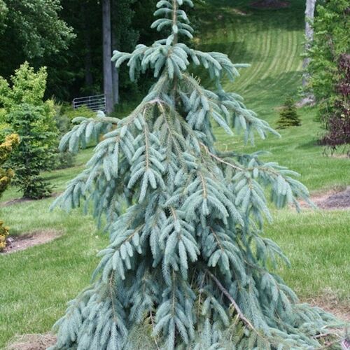 Ель Энгельмана Буш Лэйс/Picea engelmannii Bush's Lace 40-60 С2
