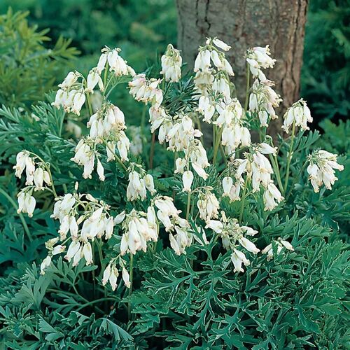 Дицентра красивая Аврора/Dicentra formosa Aurora С1