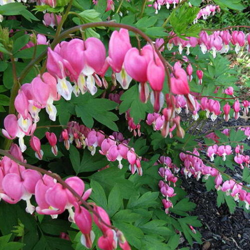 Дицентра великолепная Розовая /Dicentra spectabilis Pink Р1,5