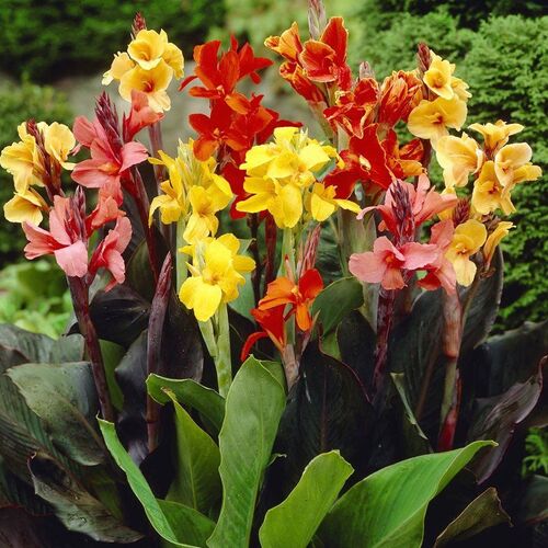 Канна Микс/Canna Mix С2/С3