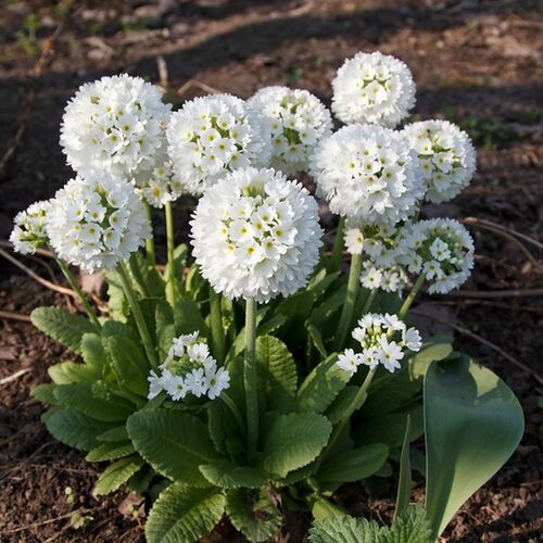 Примула мелкозубчатая Альба/Primula denticulata alba С1