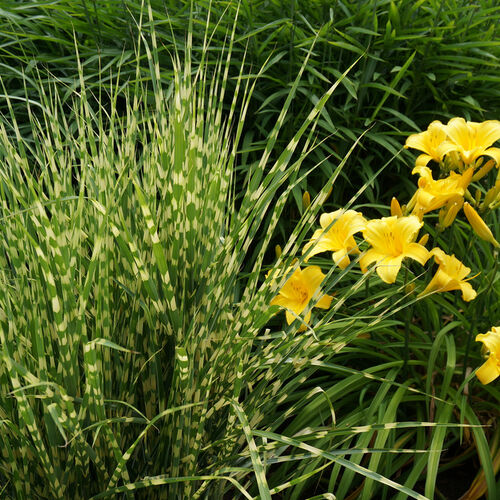 Мискантус китайский Голд Бар/Miscanthus sinensis Gold Bar С2