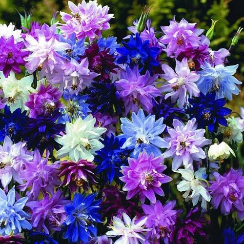Аквилегия махровая/Aquilegia vulgaris С0,5