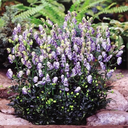 Аконит (борец) клобучковый биколор/Aconitum napellus Bicolor Р1,5